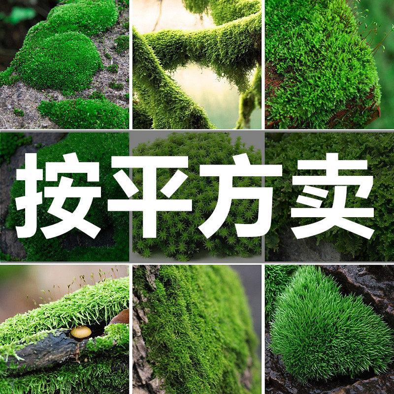 鲜活苔藓短绒藓白发藓朵朵藓大灰藓小灰藓青苔盆景假山水陆缸植物
