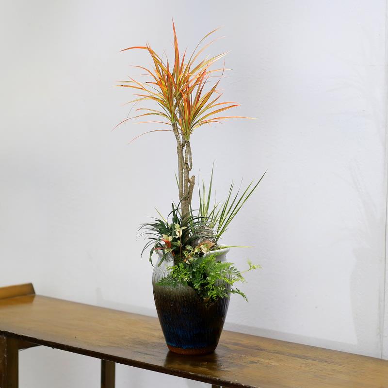 迷你七彩铁千年木盆栽造型龙血树绿植室内客厅桌面中式风盆景植物