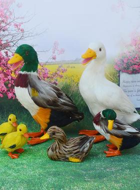 真羽毛仿真鸭子鸡鸭鹅家禽类动物模型园林摆件门店商场装饰品道具