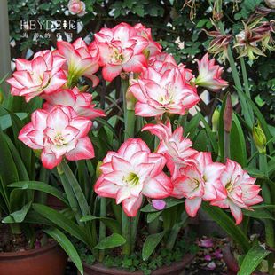 海地的花园南非朱顶红阿弗雷进口种球鬼魅滑稽演员花卉植物室内花