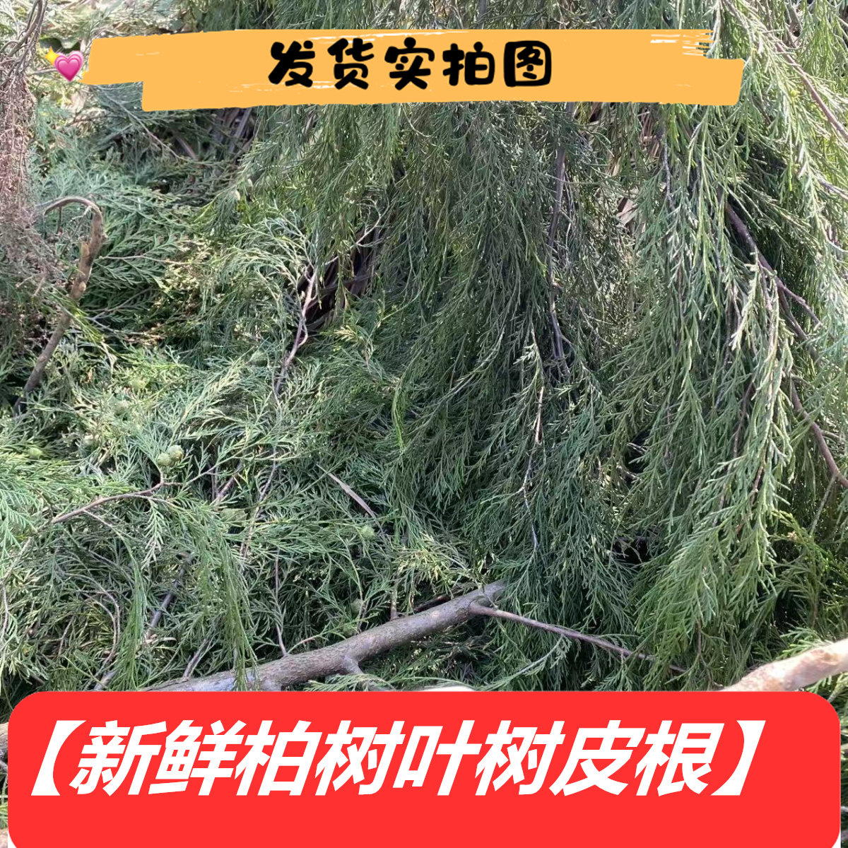 新鲜四川柏树柏木果熬水香料