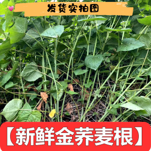食用新鲜金荞麦苦荞头野荞兰野南荞天然一斤包邮发货250g新货现采