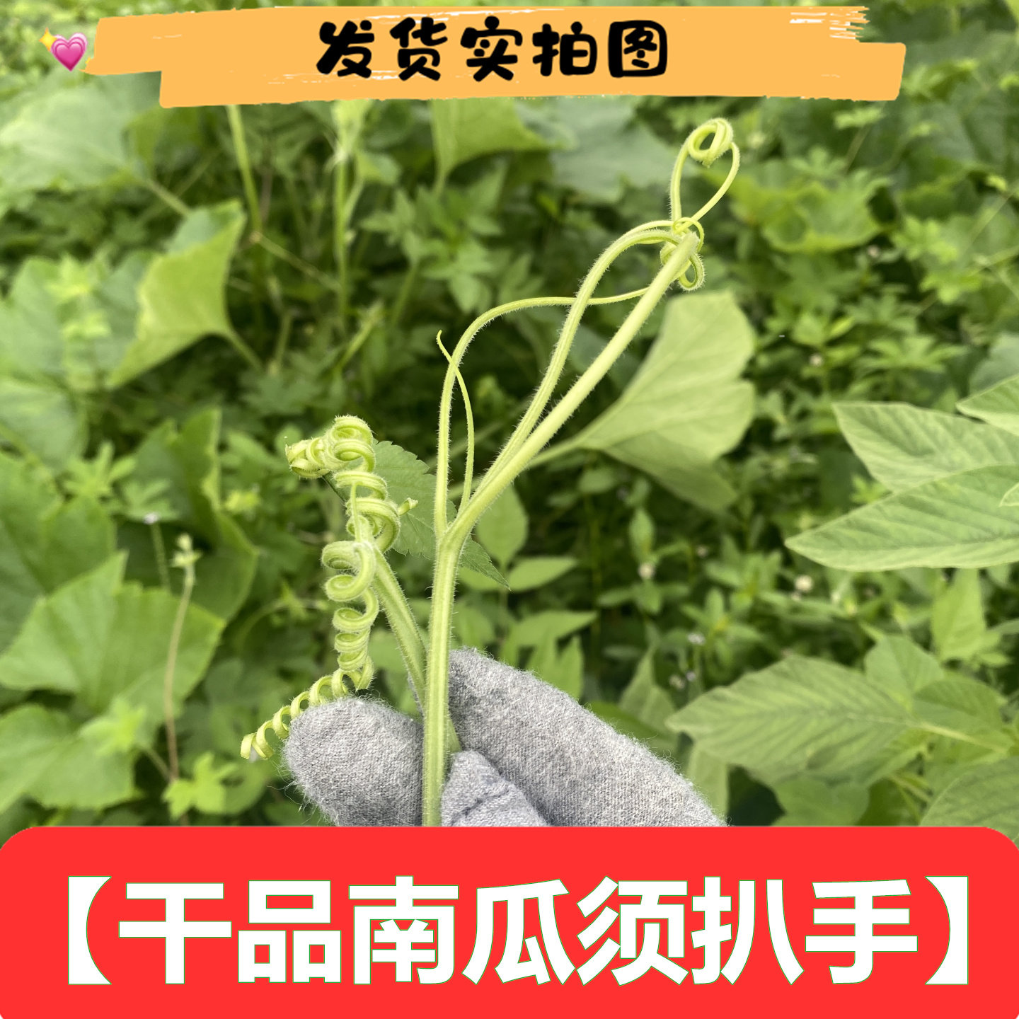 新货干品干货南瓜须南瓜扒手