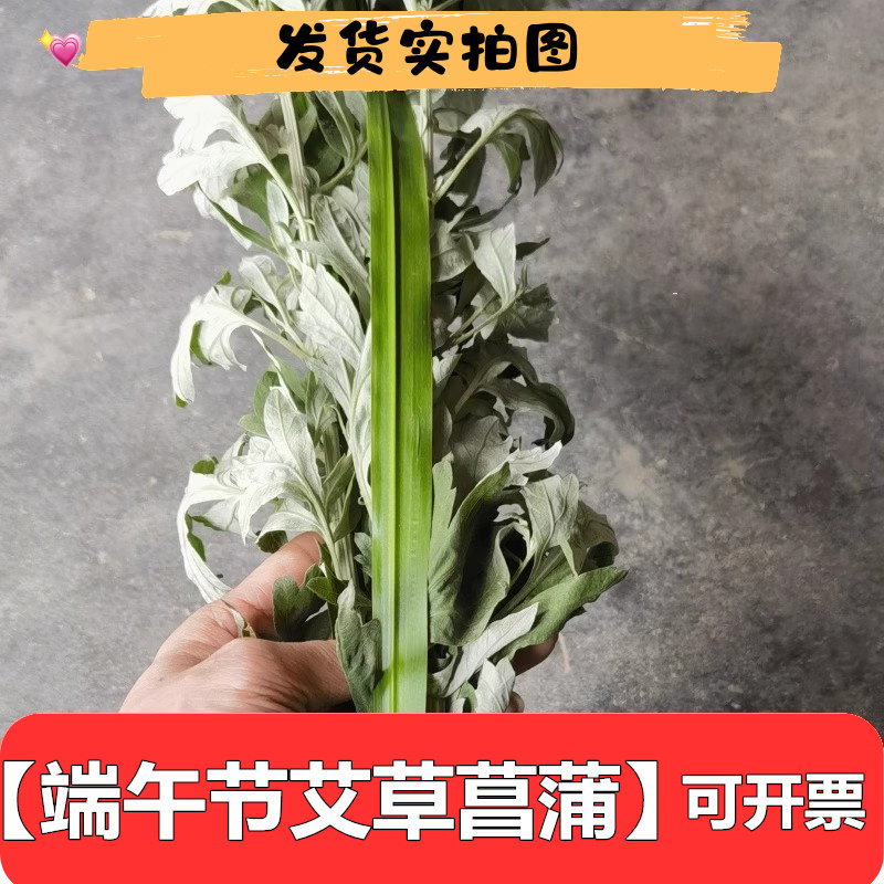 四川新鲜端午节艾草菖蒲陈艾