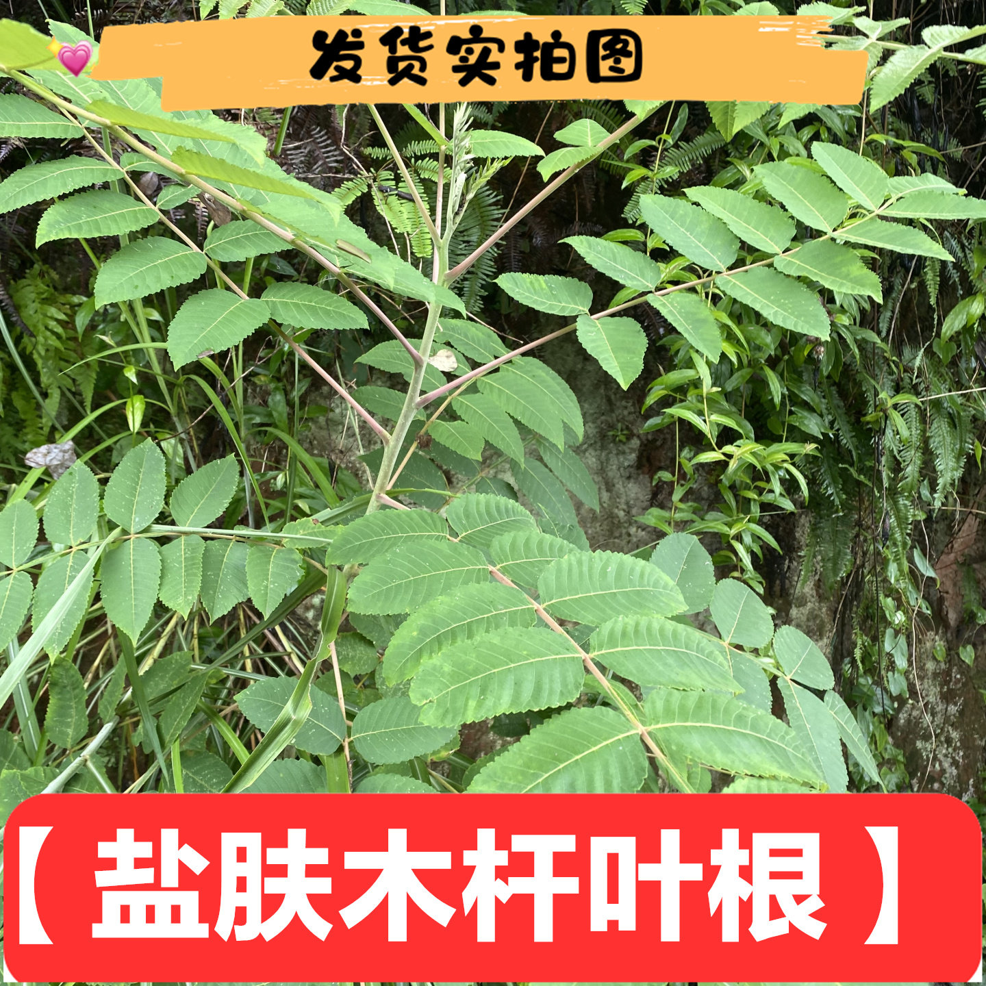 盐肤木五倍根叶天然根500克