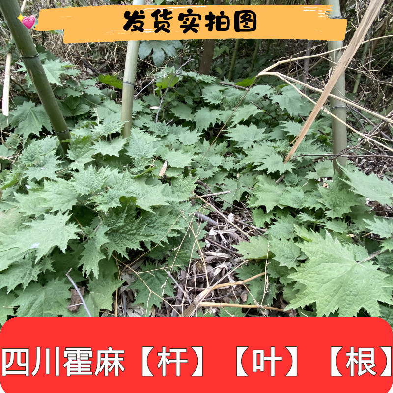 新鲜荨麻草叶蜇人草咬人草荨麻蝎子草白活麻白藿麻根枝条500g包邮