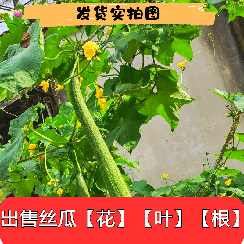 新鲜采摘丝瓜叶花片丝瓜花根藤泡茶250g药食同源食用农产品一斤包