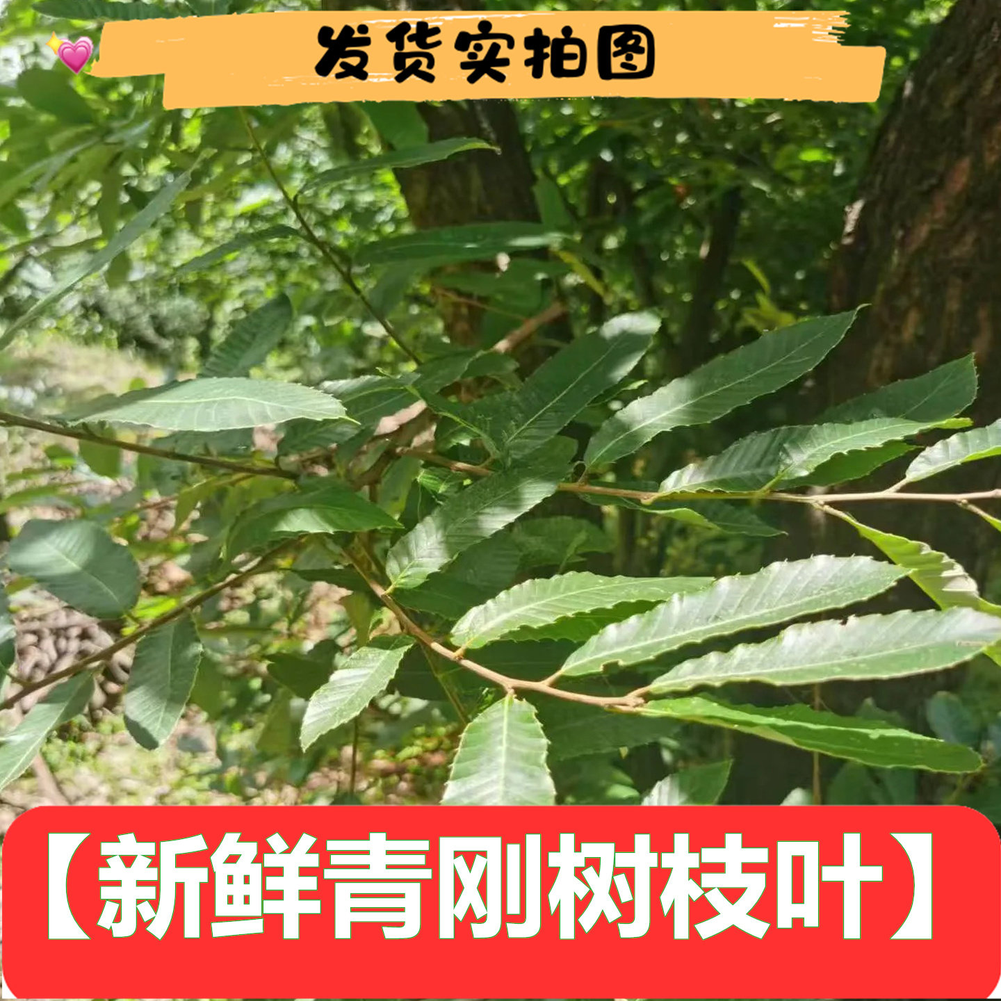 新鲜青冈树青杠树青岗树枝条