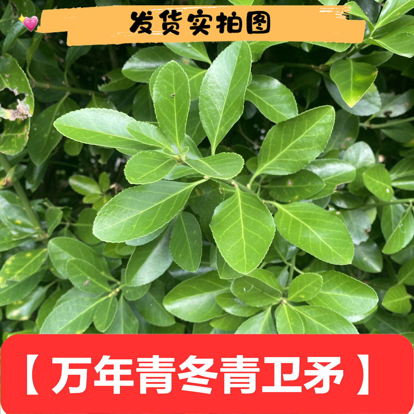 新鲜冬青卫矛叶枝可扦插100克