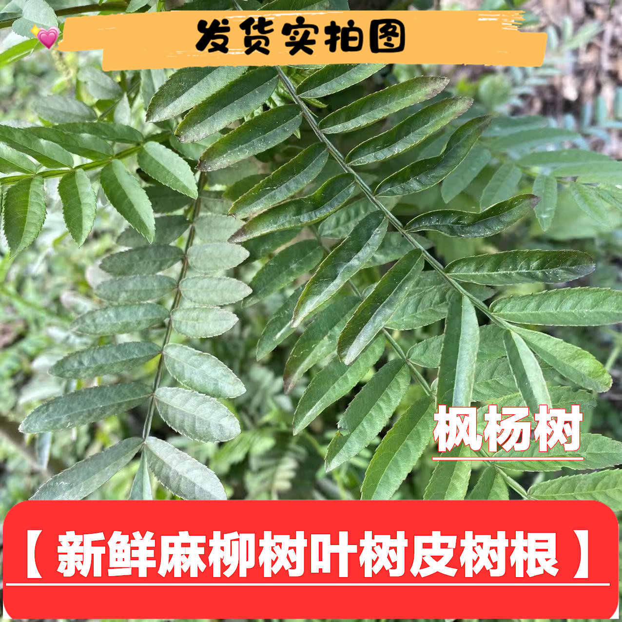 新鲜四川枫杨树叶子500g包邮