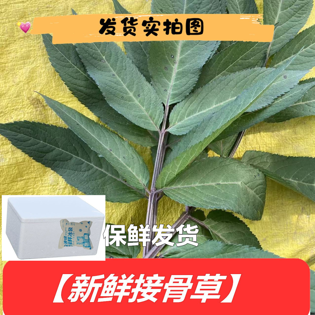 四川产地新鲜接骨草包邮