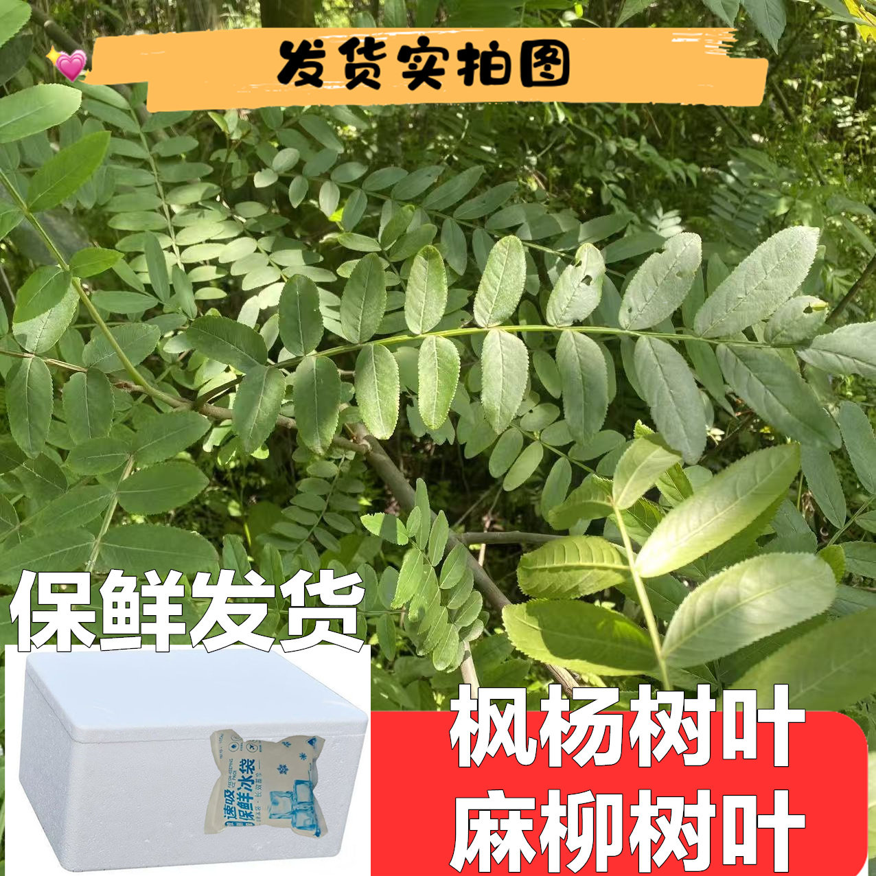 新鲜乡下枫杨树麻柳树叶子树根包邮枝条叶树皮包邮500g一斤熬水