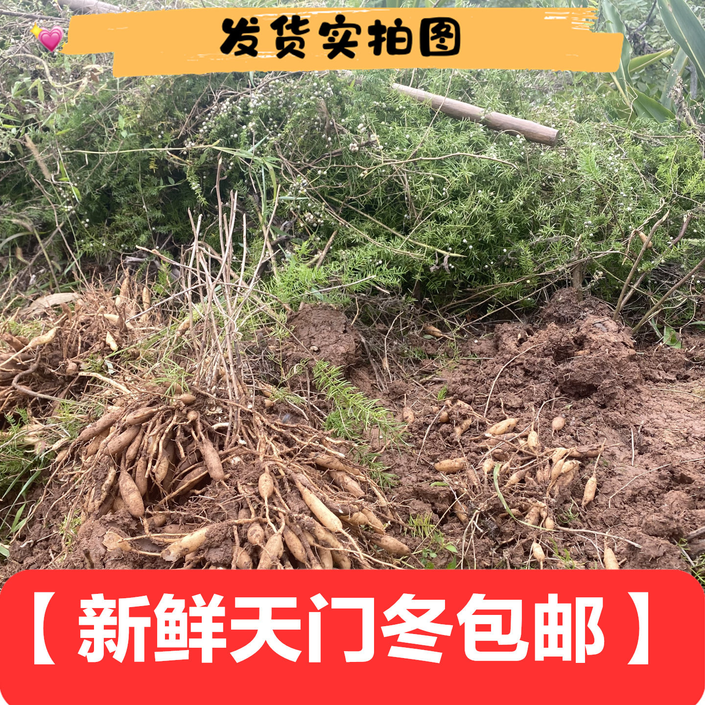 四川原生新鲜天门冬纯根500g