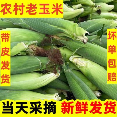 新鲜老式笨玉米苞米棒子5斤非甜非糯现采摘带皮生老玉米农家自种