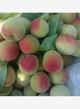 野生小毛桃小时候的味道5斤装现摘现发酸甜新鲜当季水果