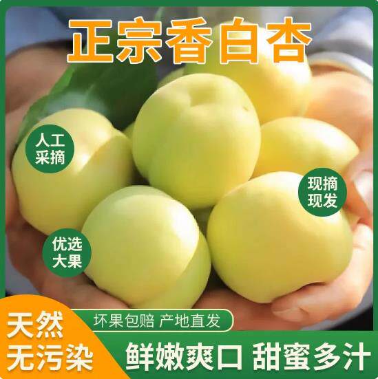 陕西凯特大白杏正宗香白杏当季孕妇水果现摘现发银白杏果园直销