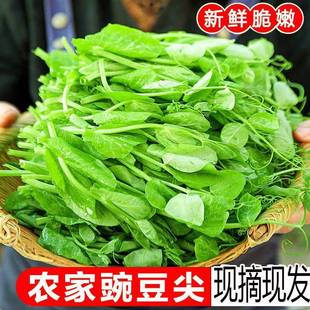 新鲜豌豆尖嫩豌豆苗龙须苗农家蔬菜青叶子菜荷兰豆苗特产