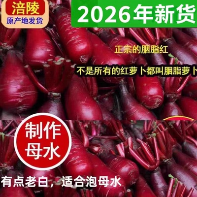 四川重庆红心萝卜紫皮萝卜胭脂红萝卜非凤梨紫美人新鲜的腌制泡菜