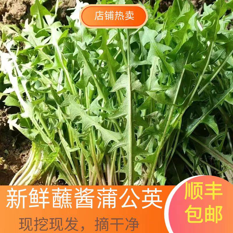 顺丰包邮东北特产新鲜婆婆丁山野菜蒲公英现挖山菜苦菜苦麻子