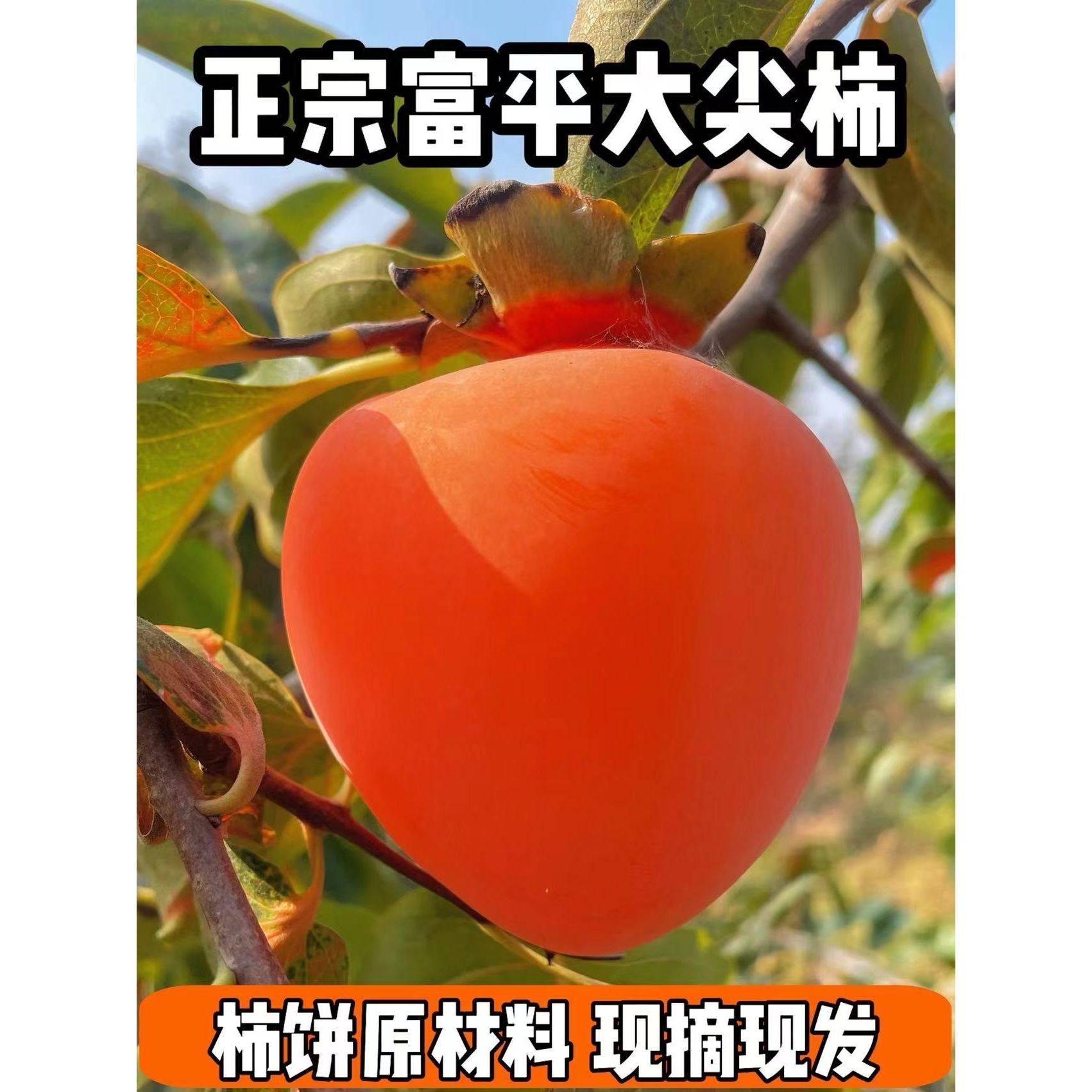 陕西富平尖柿新鲜脆柿软柿子现摘新鲜水果整箱包邮原产地直发柿子