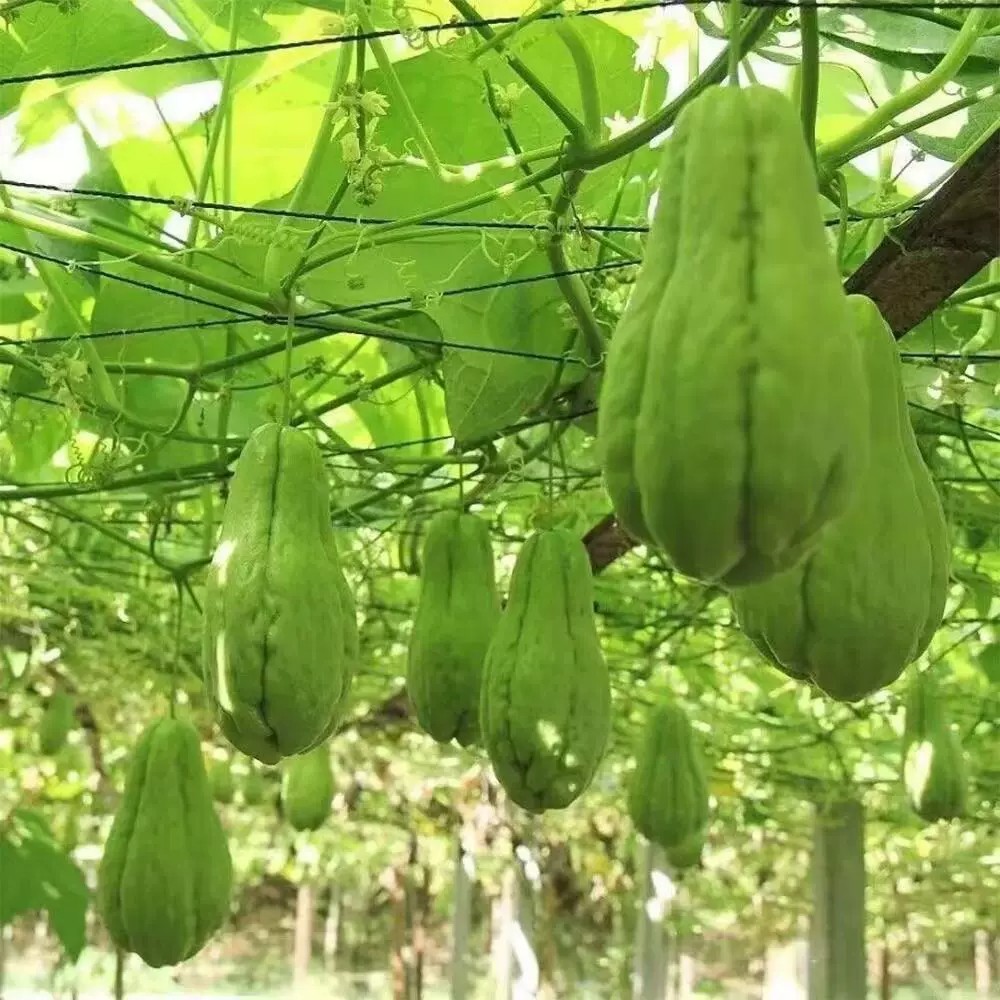 云南现摘新鲜佛手瓜窝瓜洋瓜丰收当季农家蔬菜丝瓜自种寿瓜