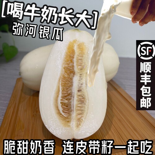 山东火银瓜玉美人甜瓜新鲜水果奶香蜜瓜火凤凰特产弥河银瓜五斤装