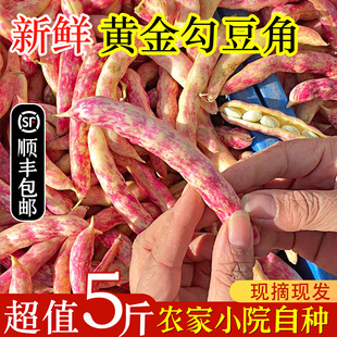 速冻黄金钩豆角4斤东北特产黄金勾新鲜蔬菜八月忙油豆角勾黄豆角