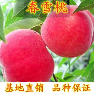顺丰中华大果早熟脆甜桃春秋蜜桃水果冬桃寿桃新鲜应季桃子5斤