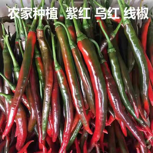 乌红辣椒本地新鲜辣椒持辣吃的小米椒腌制泡椒当季青红酱色朝天椒