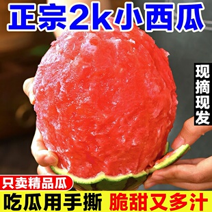 山东2k西瓜当季手剥薄皮小糖丸西瓜新鲜孕妇水果冰糖子小西瓜整箱