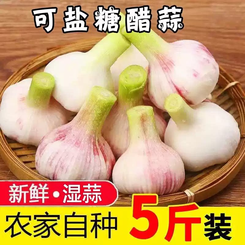 2026新鲜苍山大蒜鲜蒜腌糖蒜紫白皮鲜蒜四六瓣大果现挖湿蒜爽口