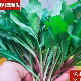 野生新鲜马兰头时令蔬菜马兰菜嫩尖菜农村现摘野菜