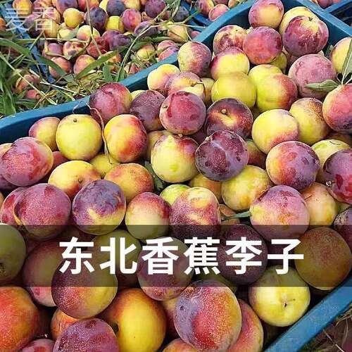 东北李子新鲜5斤脱骨香蕉李子应季特产大红袍干碗干核李水果