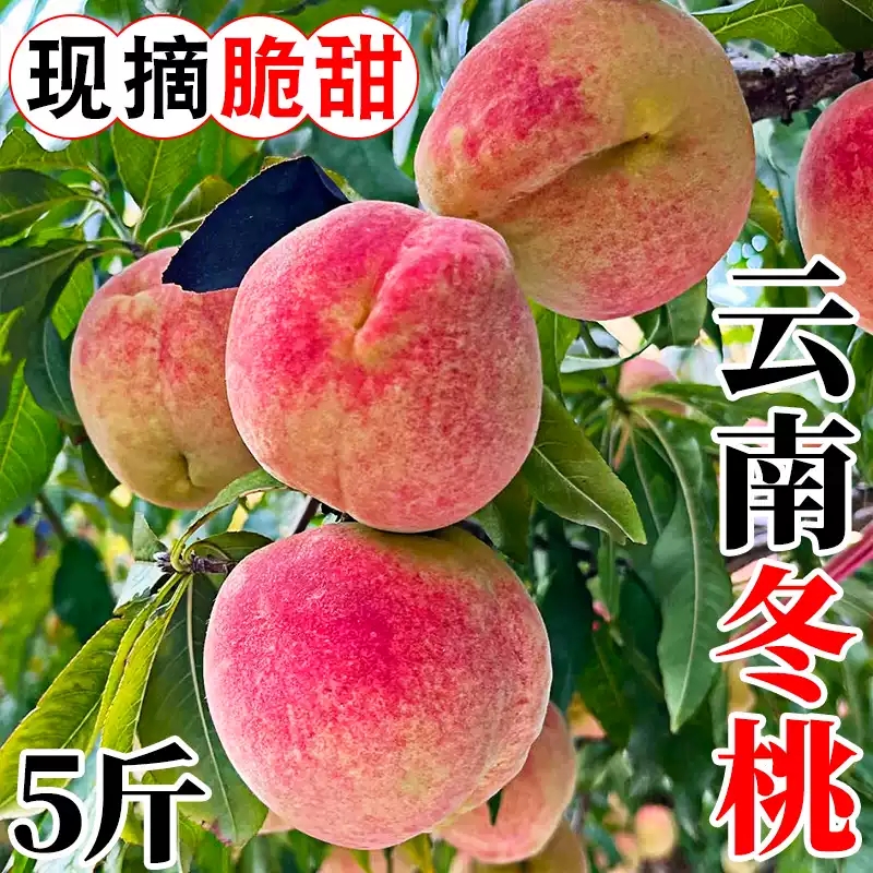 正宗云南冬桃新鲜应季水果脆甜5斤特大丑桃子现摘产地直发整箱