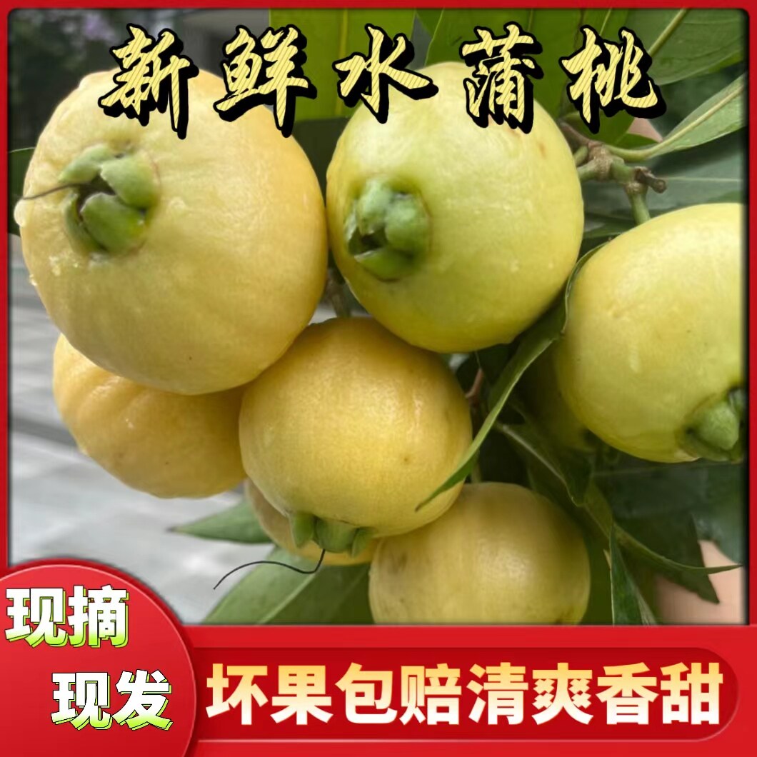 顺丰水蒲桃蒲桃铃铛果2斤叮当果水葡萄菩提风铃果番桃优质水果