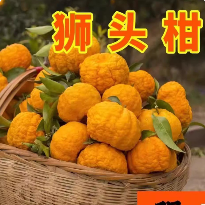 2026新鲜皱皮柑现摘现发当季孕妇水果狮头柑丑柑下火丑八怪橘子
