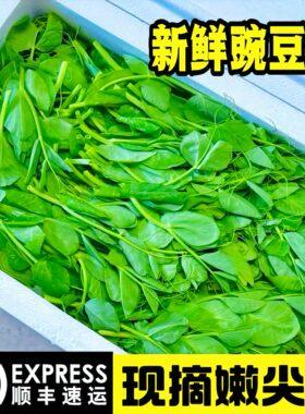 顺丰新鲜豌豆尖露天蔬菜豌豆苗现摘嫩尖豌豆颠烧汤凉拌火锅配菜