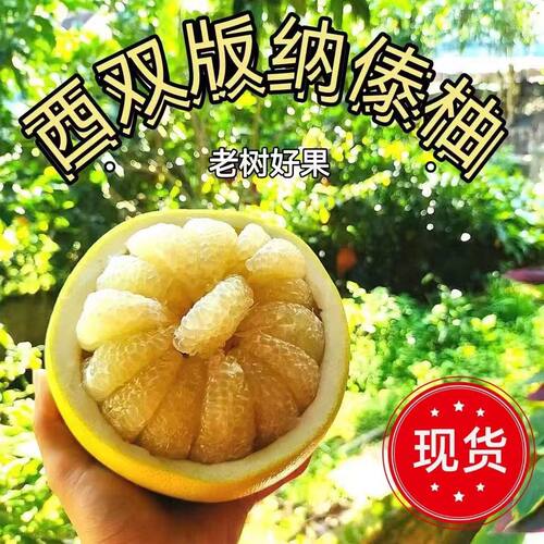云南版纳柚子2026早丑柚白蜜柚傣柚青柚当季孕妇水果新鲜现摘包邮