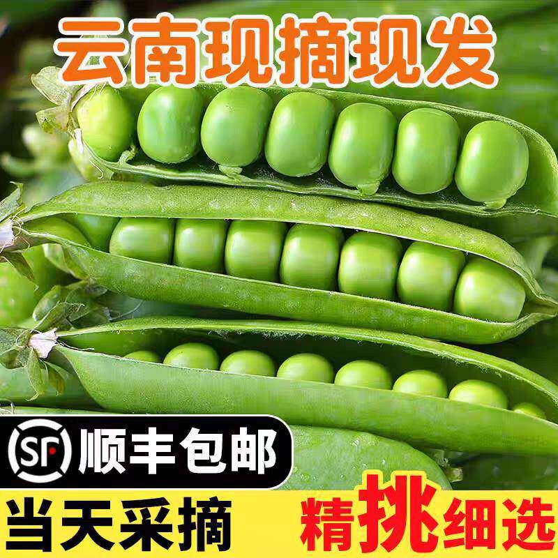 青豆豌豆新鲜带壳弯豆云南农家露天蔬菜现摘水果甜嫩碗豆角荚甜豆