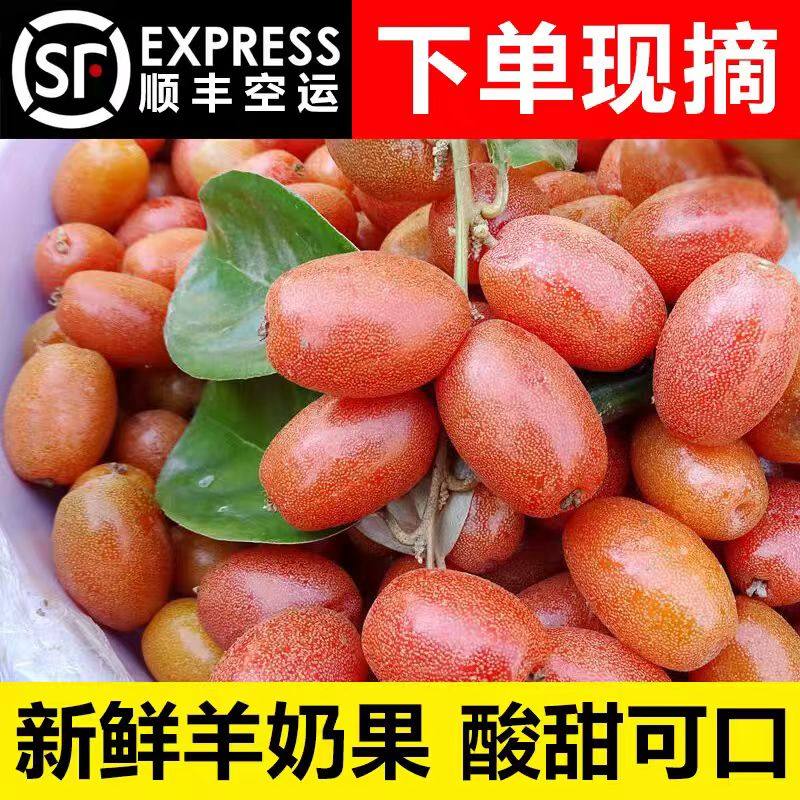 【顺丰包邮】羊奶果鲜果新鲜当季云南特产孕妇罕见羊奶果酸甜可口,水产肉类/新鲜蔬果/熟食,西梅,淘宝优惠券,粉丝福利购,淘宝优惠卷