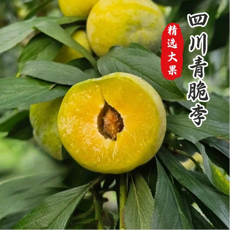 四川脱骨李 青脆李新鲜采摘自然成熟应季水果高山