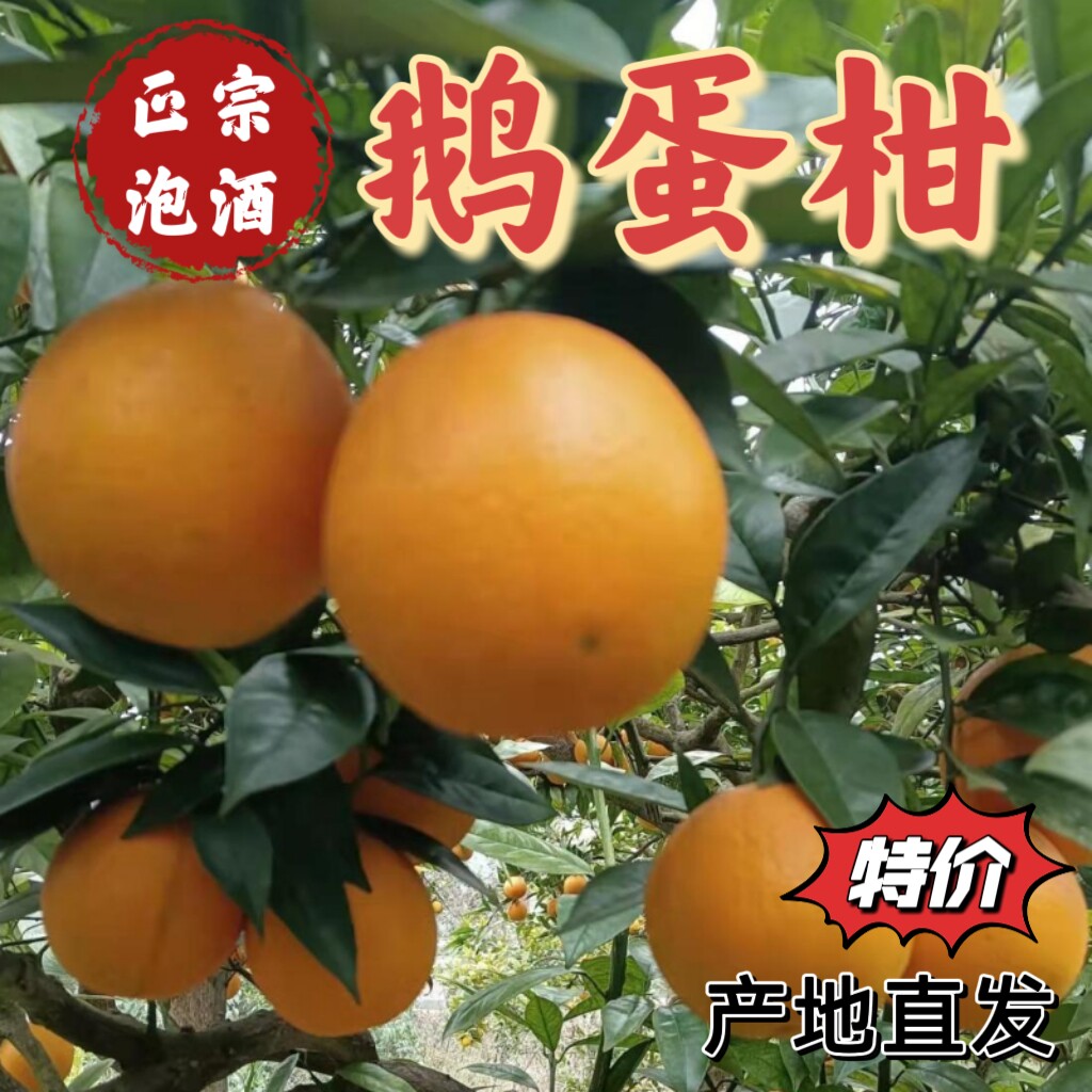 正宗老广柑重庆老鹅蛋品种泡酒柑子锦橙甜橙孕妇鲜水果现摘现发
