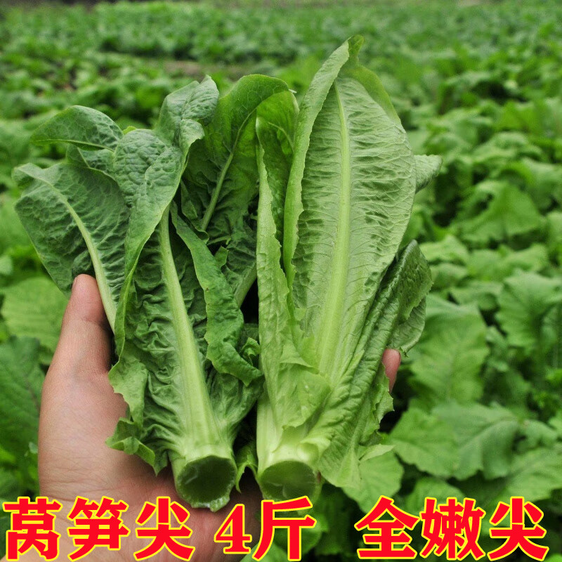 四川特产新鲜莴笋尖凤尾当季新鲜时令特色绿色蔬菜下面条涮火锅
