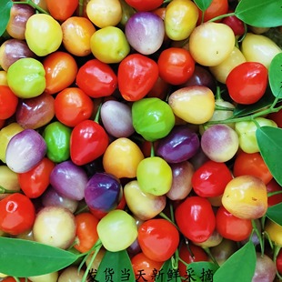 新鲜七彩椒 七彩辣椒 农家高山种植七彩泡椒 七彩灯笼椒
