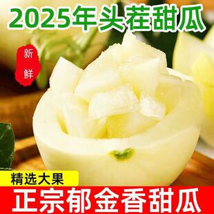 正宗云南郁金香甜瓜2025头茬新鲜薄皮白甜瓜自然熟 新鲜上市