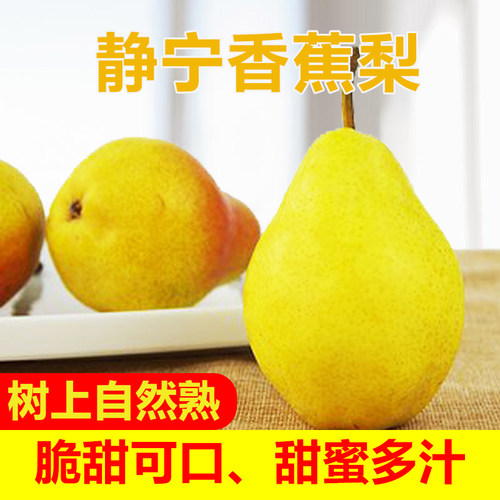 甘肃香蕉梨现摘新鲜当季孕妇水果正宗太婆梨软梨大头梨子时令整箱