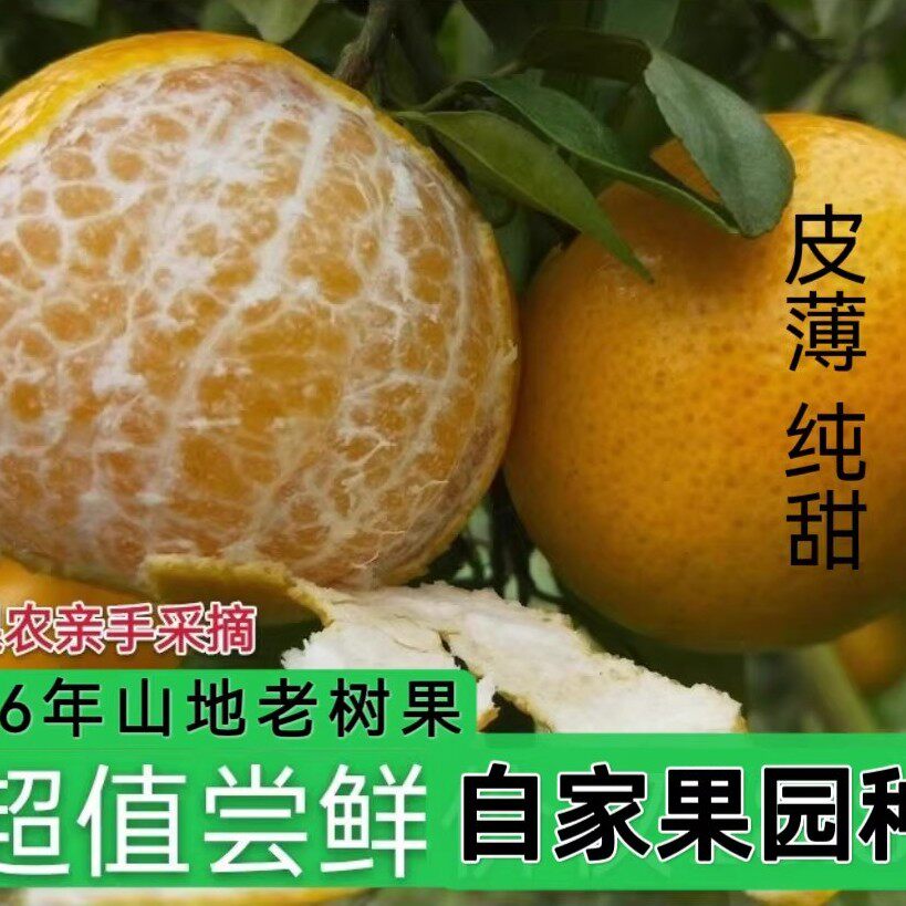 正宗皇帝柑贡柑当季水果桔子纯甜皮薄丑橘黄帝柑新鲜砂糖纯甜