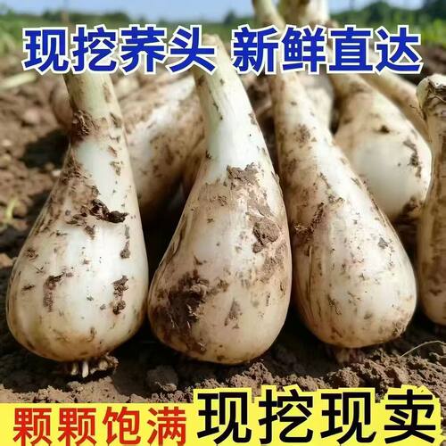 江西荞头新鲜藠头现挖无根须无叶生叫头农家自种茭头教头乔头泡菜