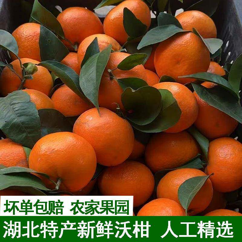 湖北橘子新鲜沃柑新鲜水果当季整箱精选装超甜皮薄多汁小甜橙沃柑