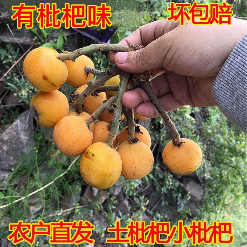 贵州深山老树枇杷土枇杷新鲜纯天然小枇杷有枇杷味当季新鲜水果